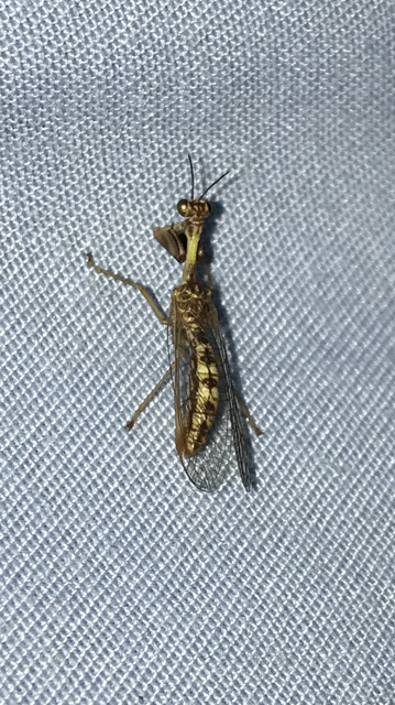 Mantispa styriaca - kétszínű fogólábú-fátyolka