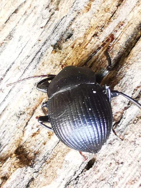 Accanthopus velikensis