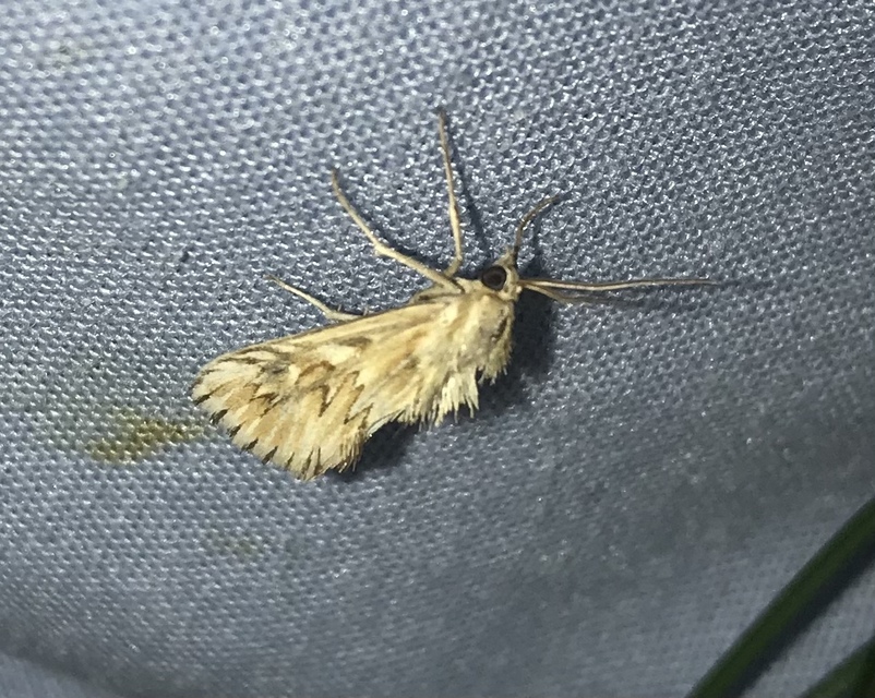 Cynaeda dentalis - gyakori ciframoly