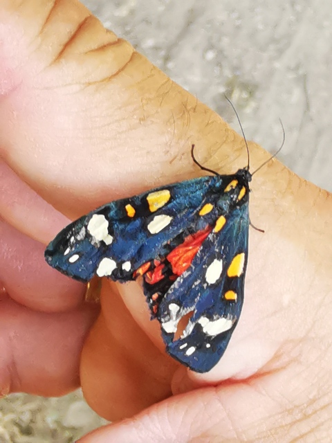 Callimorpha dominula - fémes medvelepke