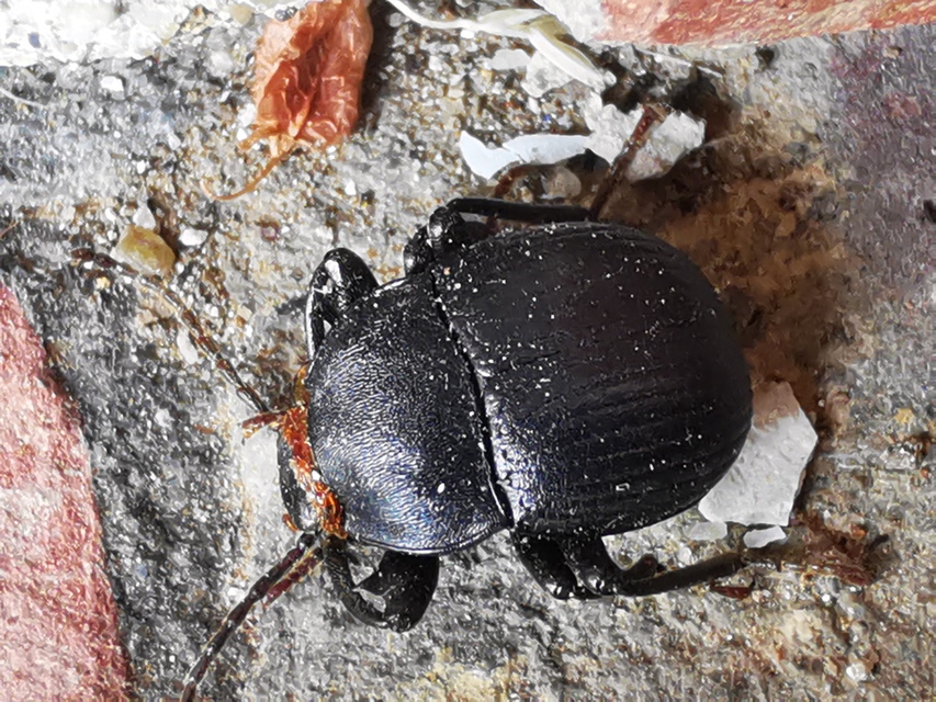 Accanthopus velikensis