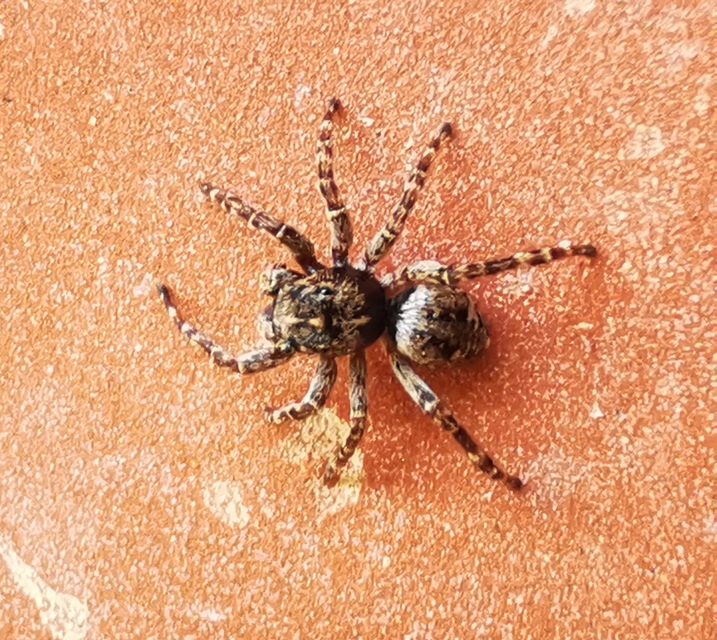 Attulus pubescens - bozontos ugrópók