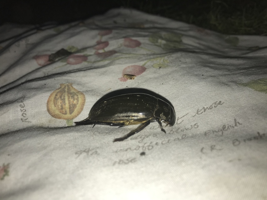 Hydrophilus piceus - közönséges óriáscsibor