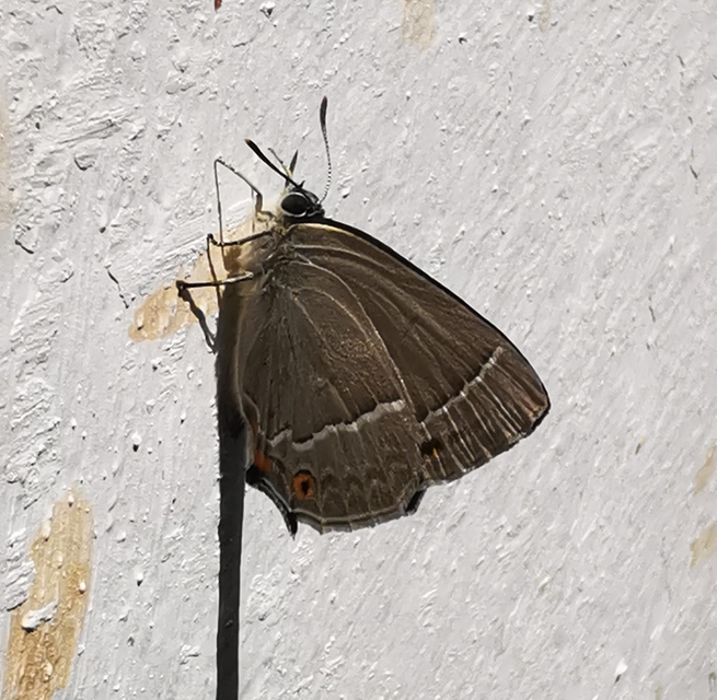 Neozephyrus quercus - tölgyfalepke