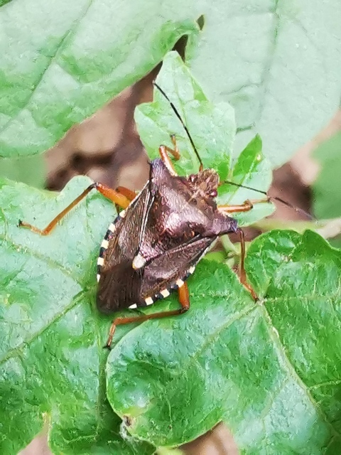 Pentatoma rufipes - vöröslábú címerespoloska Pentatoma rufipes - vöröslábú címerespoloska
