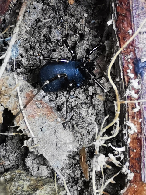 Egaenus convexus