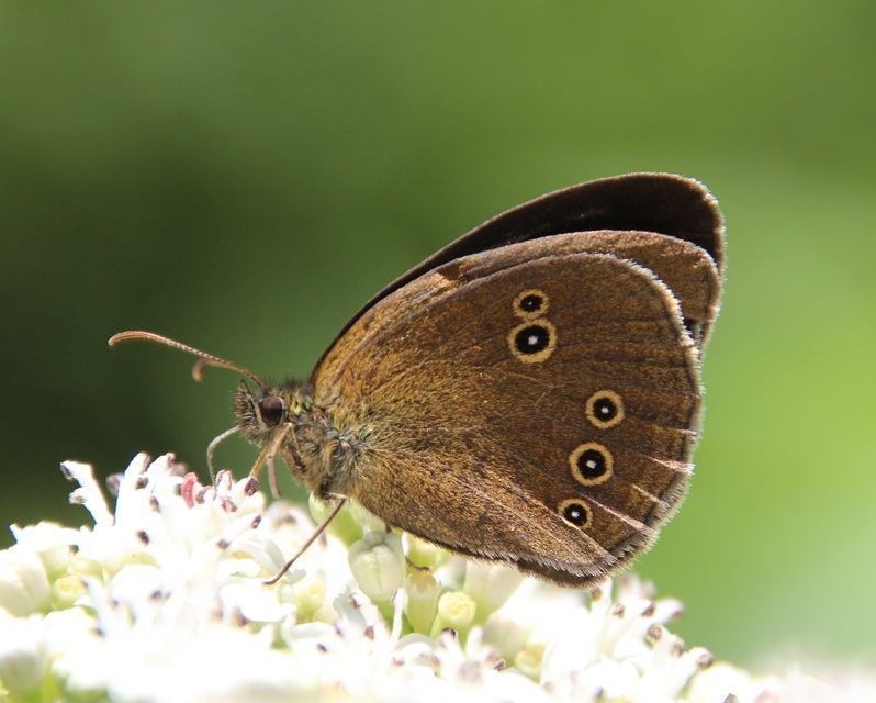 Aphantopus hyperanthus - közönséges ökörszemlepke