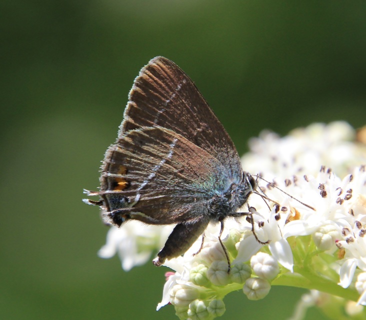 Satyrium spini - kökény-csücsköslepke