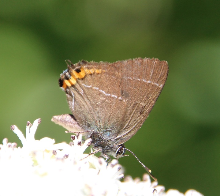 Satyrium w-album - szilfa-csücsköslepke