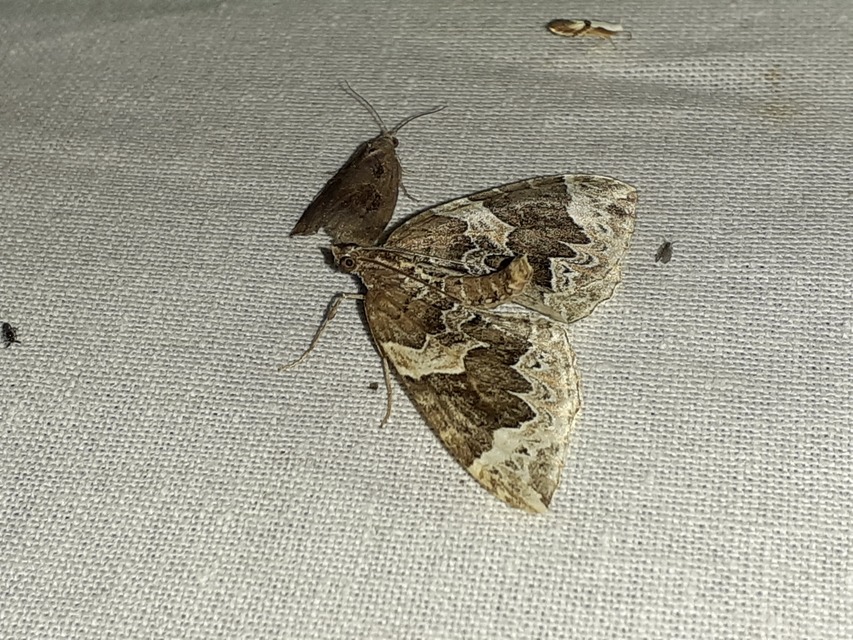 Eulithis prunata - kökény-tarkaaraszoló