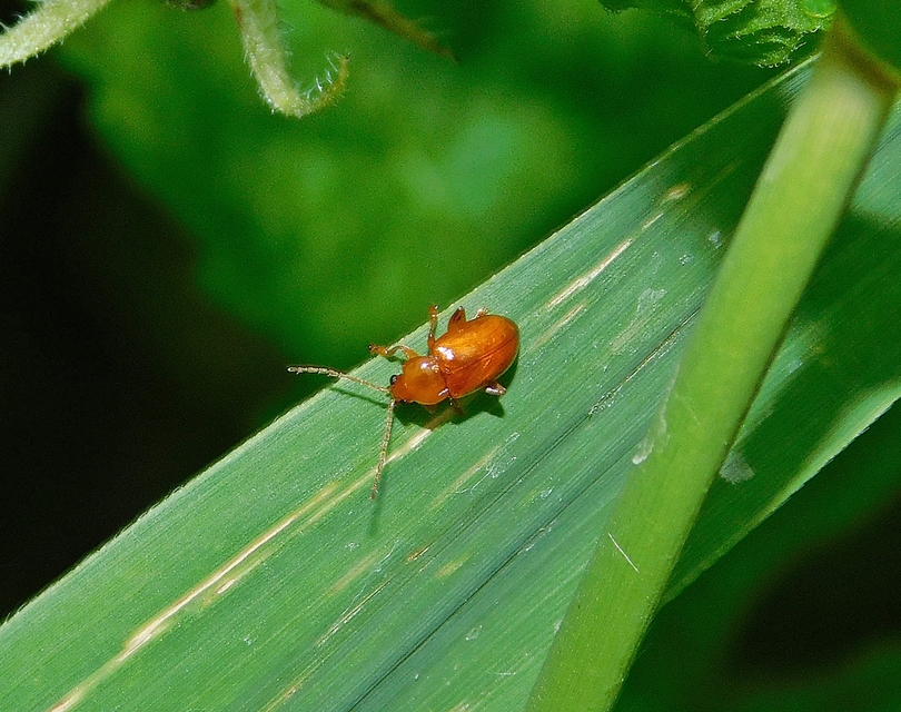 Neocrepidodera
