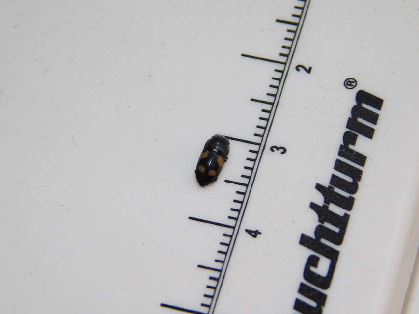 Glischrochilus quadrisignatus - amerikai fénybogár Glischrochilus quadrisignatus - amerikai fénybogár