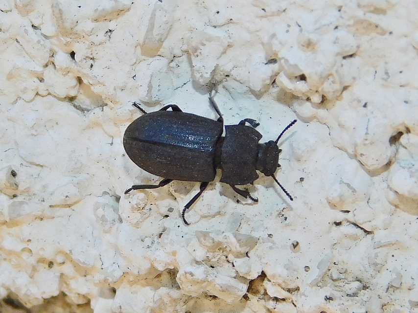 Gonocephalum granulatum pusillum