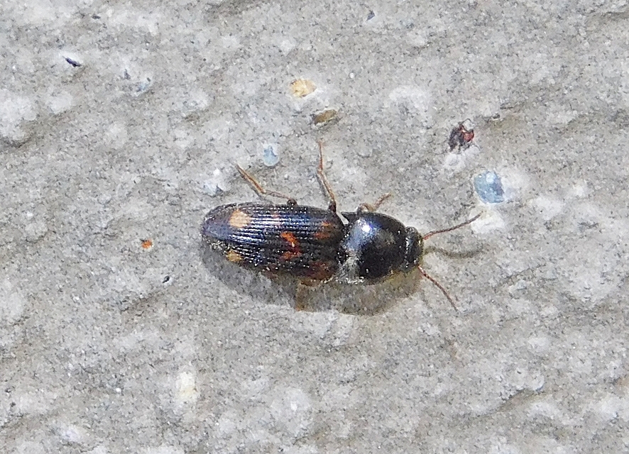 Drasterius bimaculatus - változékony pattanó