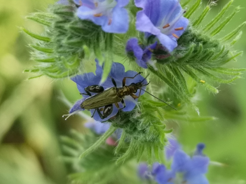 Oedemera flavipes - sárgalábú álcincér Oedemera flavipes - sárgalábú álcincér