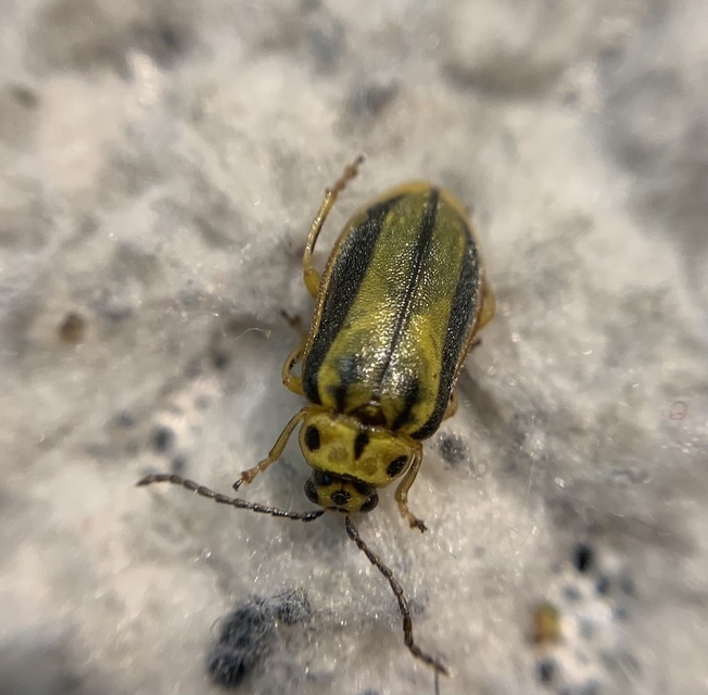 Xanthogalerucella luteola - szilfa-olajosbogár