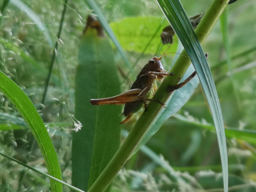 Pholidoptera fallax - galléros avarszöcske