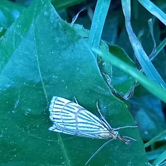 Chrysocrambus linetella - déli fűgyökérmoly