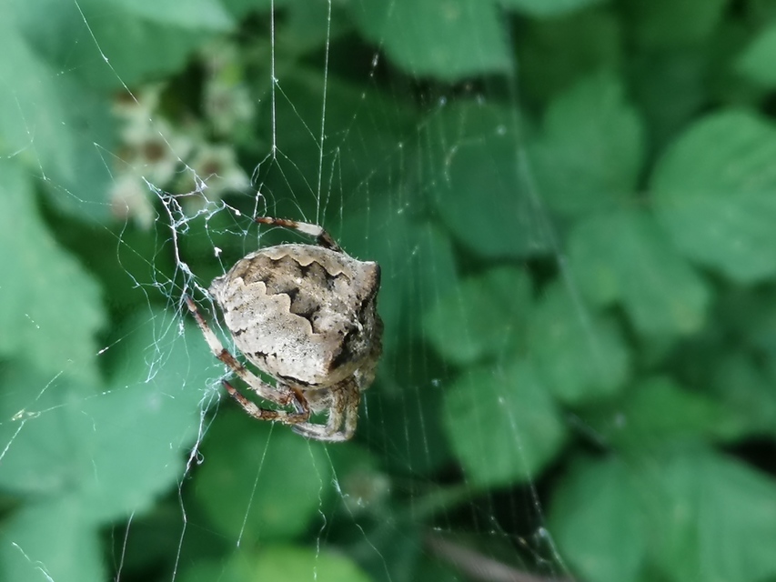 Araneus circe/angulatus