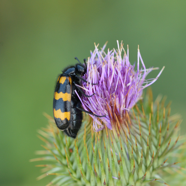 Mylabris variabilis - szalagos hólyaghúzó Mylabris variabilis - szalagos hólyaghúzó