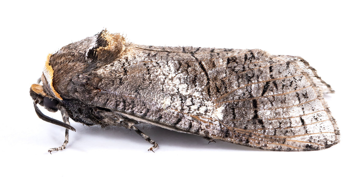 Cossus cossus - fűzfarontólepke