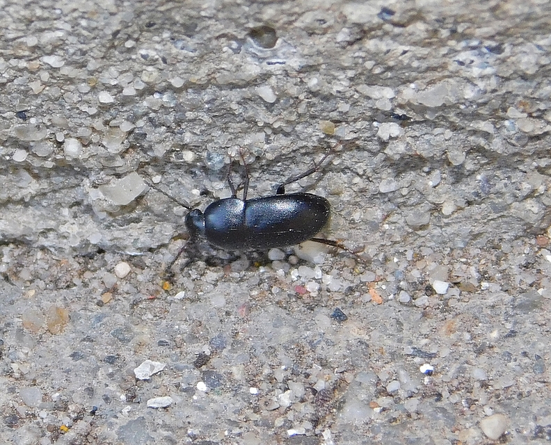 Crypticus quisquilius - fürge gyászbogár