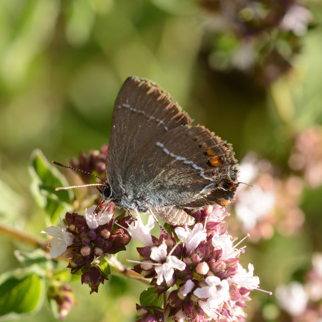 Satyrium spini - kökény-csücsköslepke