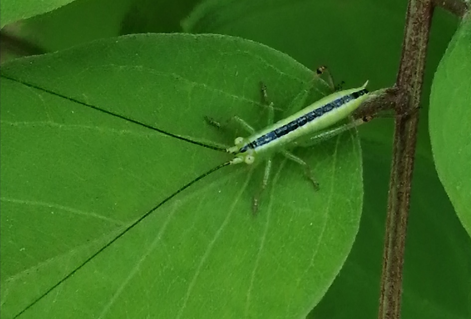 Conocephalus fuscus - kis kúpfejűszöcske