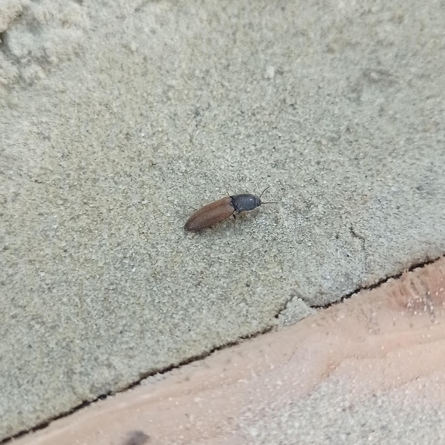 Elateridae - pattanóbogárfélék
