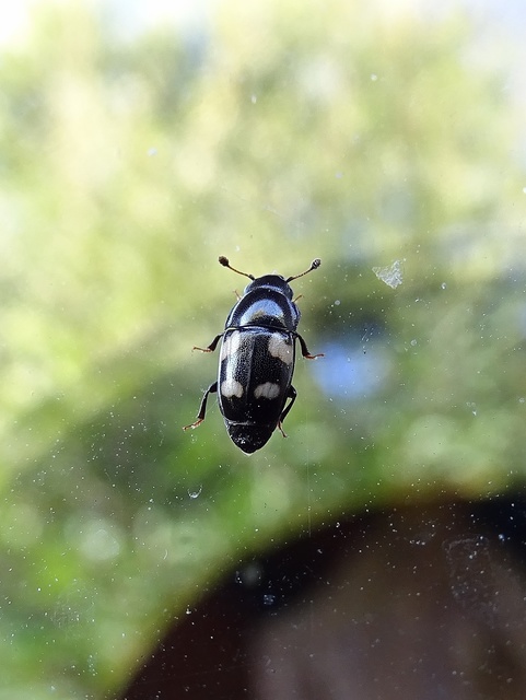 Glischrochilus quadrisignatus - amerikai fénybogár Glischrochilus quadrisignatus - amerikai fénybogár