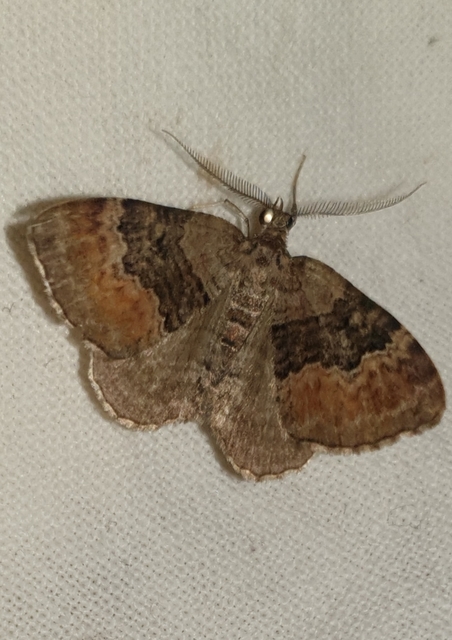 Xanthorhoe quadrifasiata - négysávos tarkaaraszoló