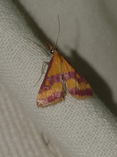Pyrausta sanguinalis/virginalis
