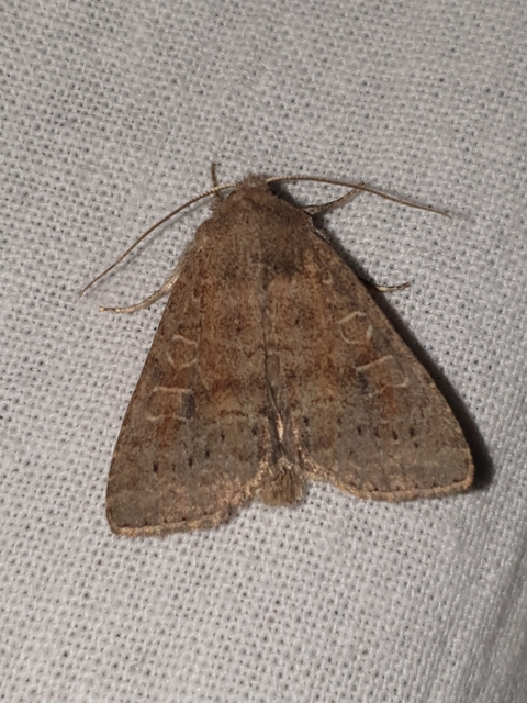Parastichtis suspecta - sötét erdeibagoly
