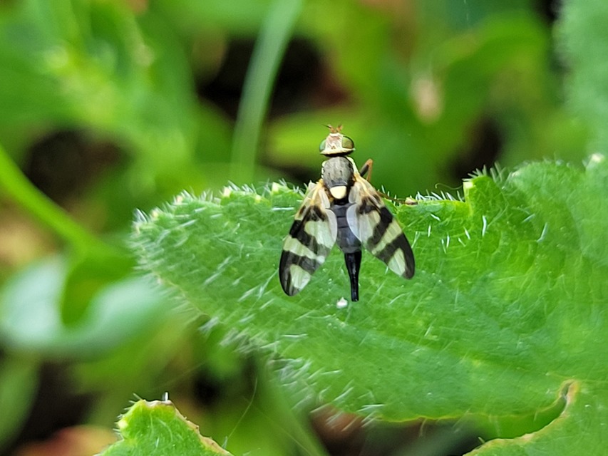 Tephritidae - fúrólégyfélék