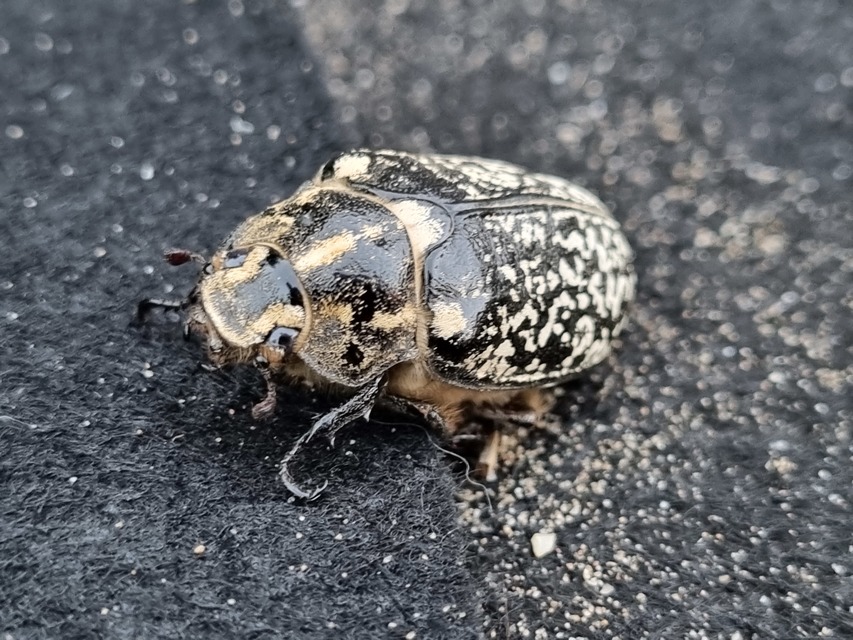 Polyphylla fullo - csapó cserebogár