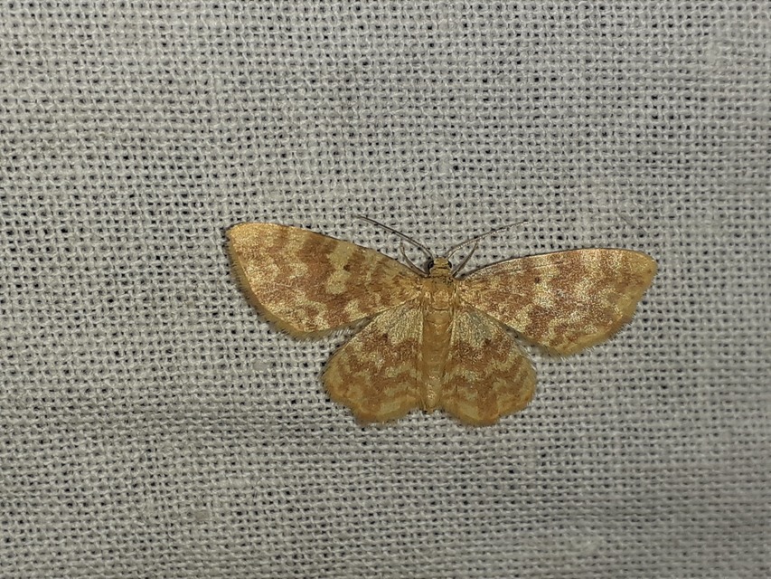 Hydrelia flammeolaria - narancssárga araszoló