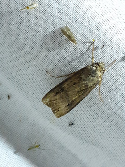 Agrotis ipsilon - nagy földibagoly