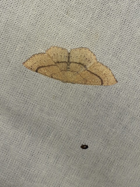 Cyclophora ruficiliaria - vörösrojtú pettyesaraszoló