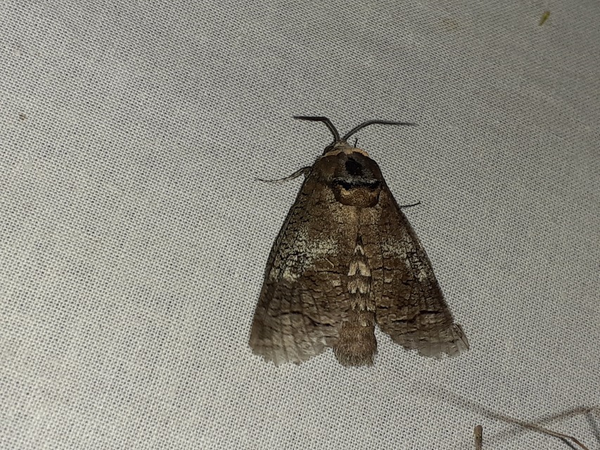 Cossus cossus - fűzfarontólepke