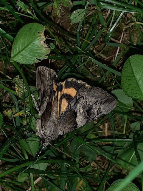Catocala fulminea - galagonya-övesbagoly