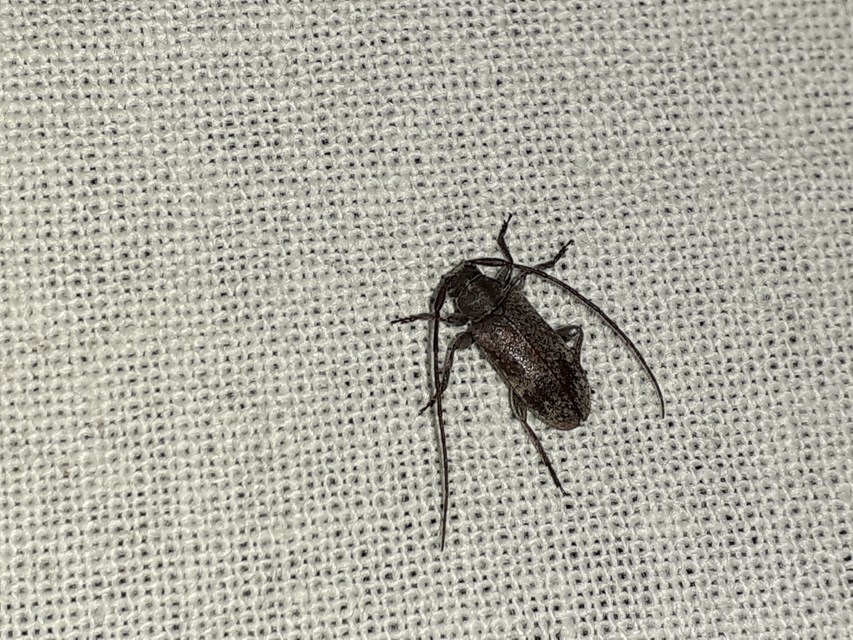 Exocentrus lusitanus - hársfa-rőzsecincér