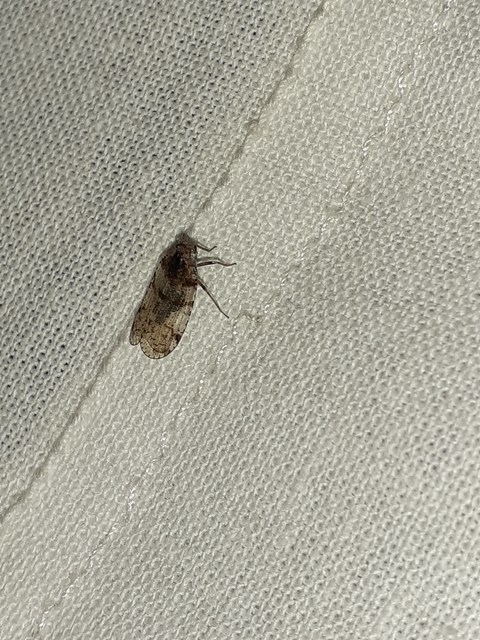Cixius