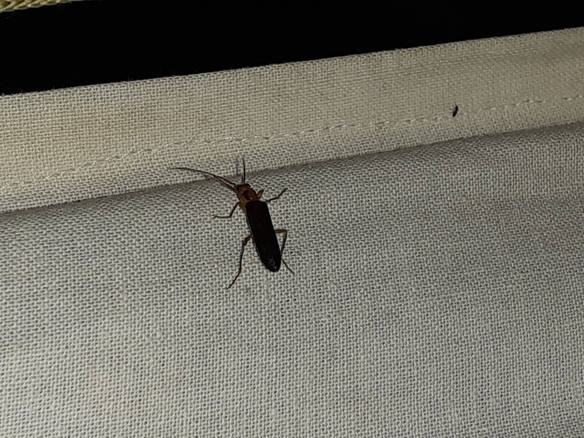 Nacerdes carniolica - karnóliai álcincér
