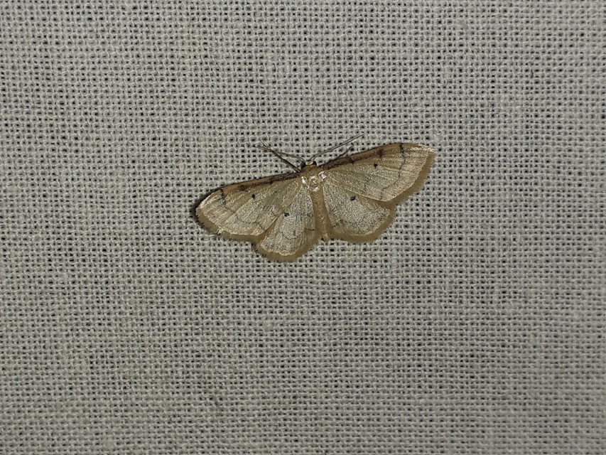 Idaea politaria - vonalas apróaraszoló