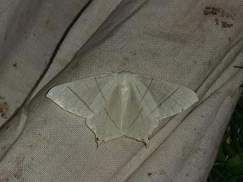 Ourapteryx sambucaria - fecskefarkú araszoló