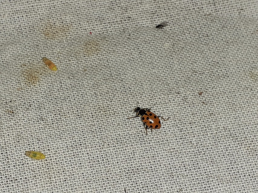 Hippodamia tredecimpunctata - mocsári katica