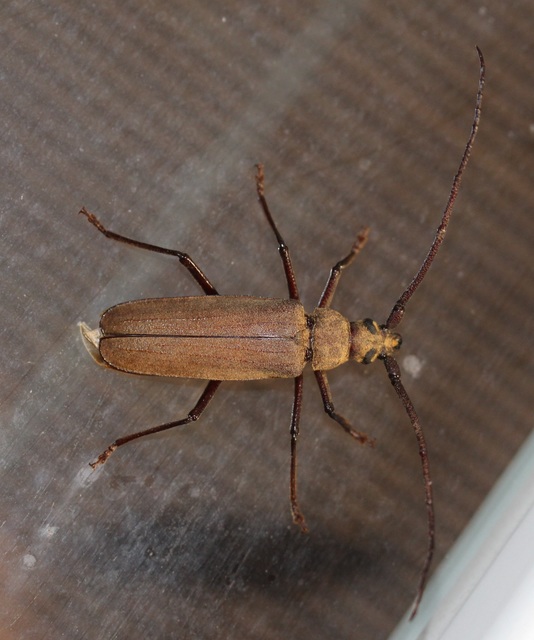 Aegosoma scabricorne - diófacincér