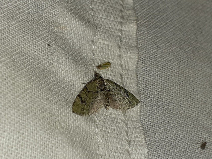 Chloroclystis v-ata - zöldes törpearaszoló