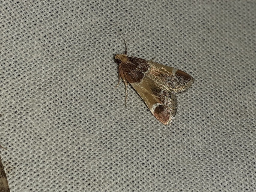 Pyralis farinalis - lisztilonca