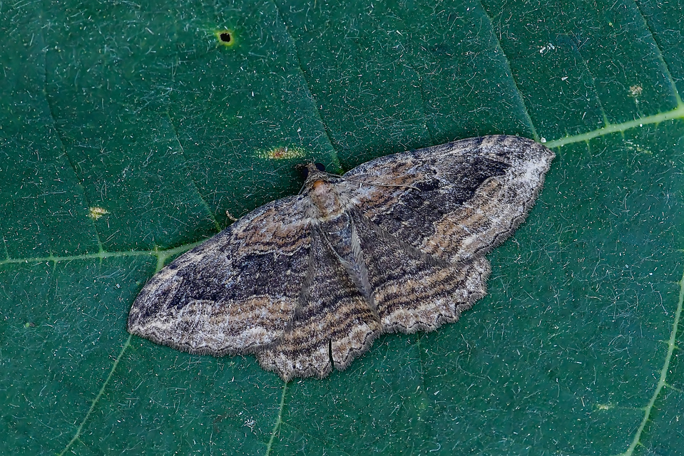 Philereme transversata - varjútövis-araszoló
